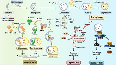 The multifaceted role of autophagy in skin autoimmune disorders: a guardian or culprit?